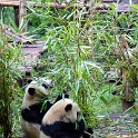 AS CHN SW SIC CHE Chengdu 2017AUG19 PandaPark 035 : - DATE, - PLACES, - TRIPS, 10's, 2017, 2017 - EurAsia, Asia, August, Chengdu, China, Day, Eastern, Month, Panda Park, Saturday, Sichuan, Southwest, Year